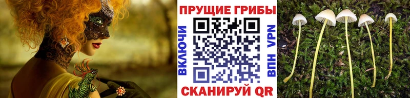 Галлюциногенные грибы мицелий  Томари 